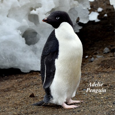 Adelie Penguin